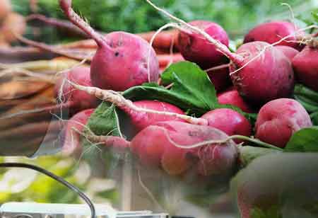 Ensuring Freshness Through Advanced Cold Chain Logistics